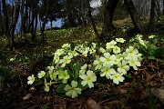 32 Primule gialle (Primula vulgaris)